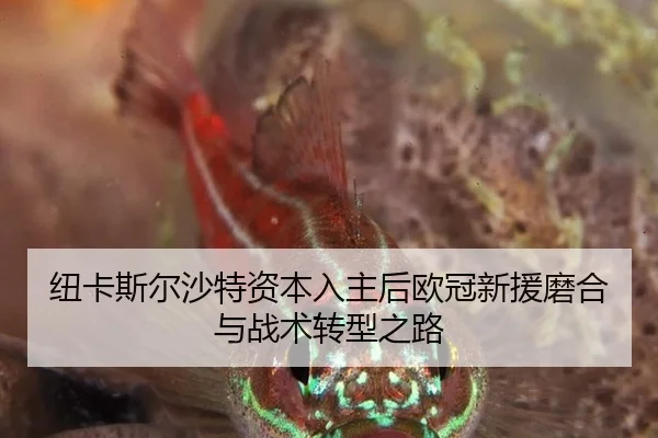niu-ka-si-er-sha-te-zi-ben-ru-zhu-hou-ou-guan-xin-yuan-mo-he-yu-zhan-shu-zhuan-xing-zhi-lu-2-979.jpg